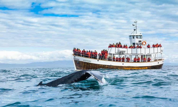 Husavik Whale Watching Tour
