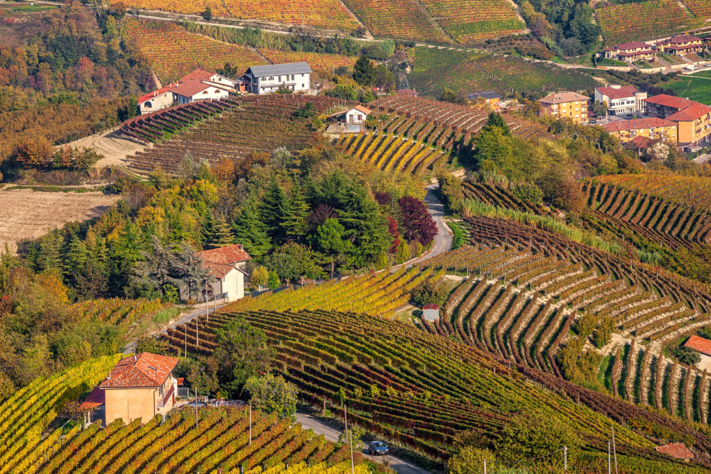 Autumnal vineyards in Piedmont, Italy.